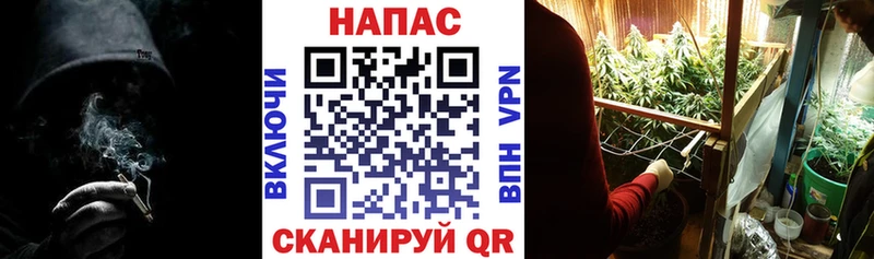 Шишки марихуана сатива  Новоалександровск 